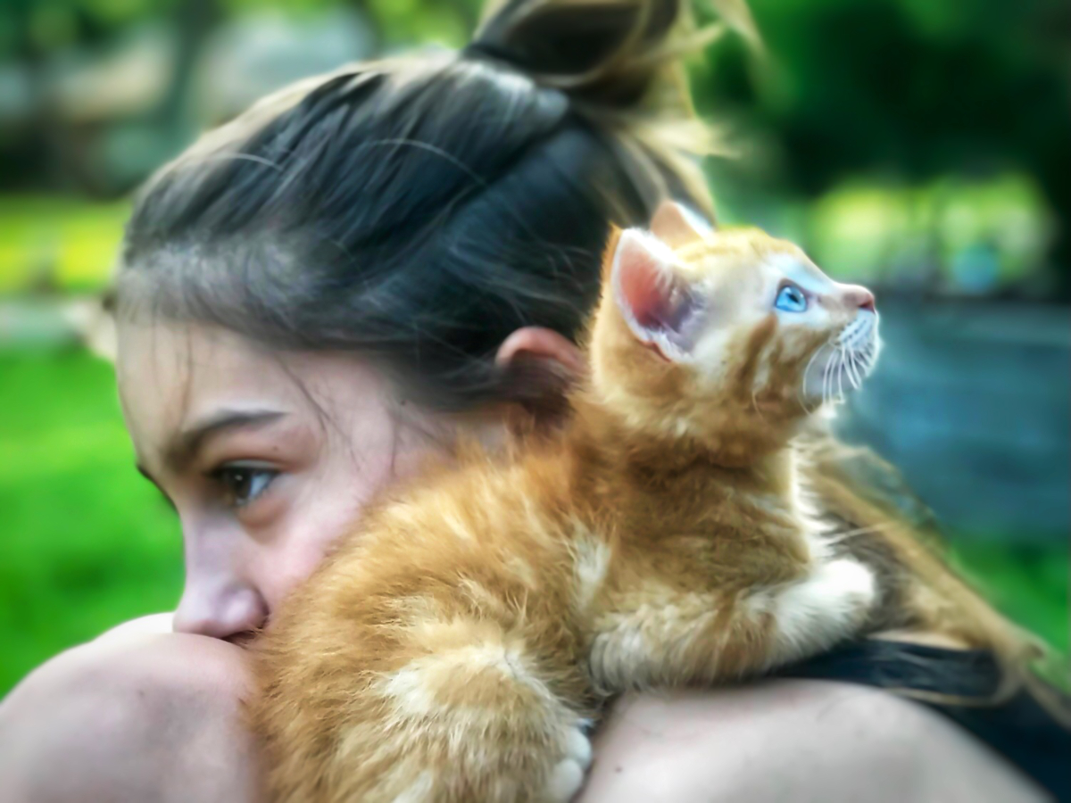 PAWS_Will_Kitten_01